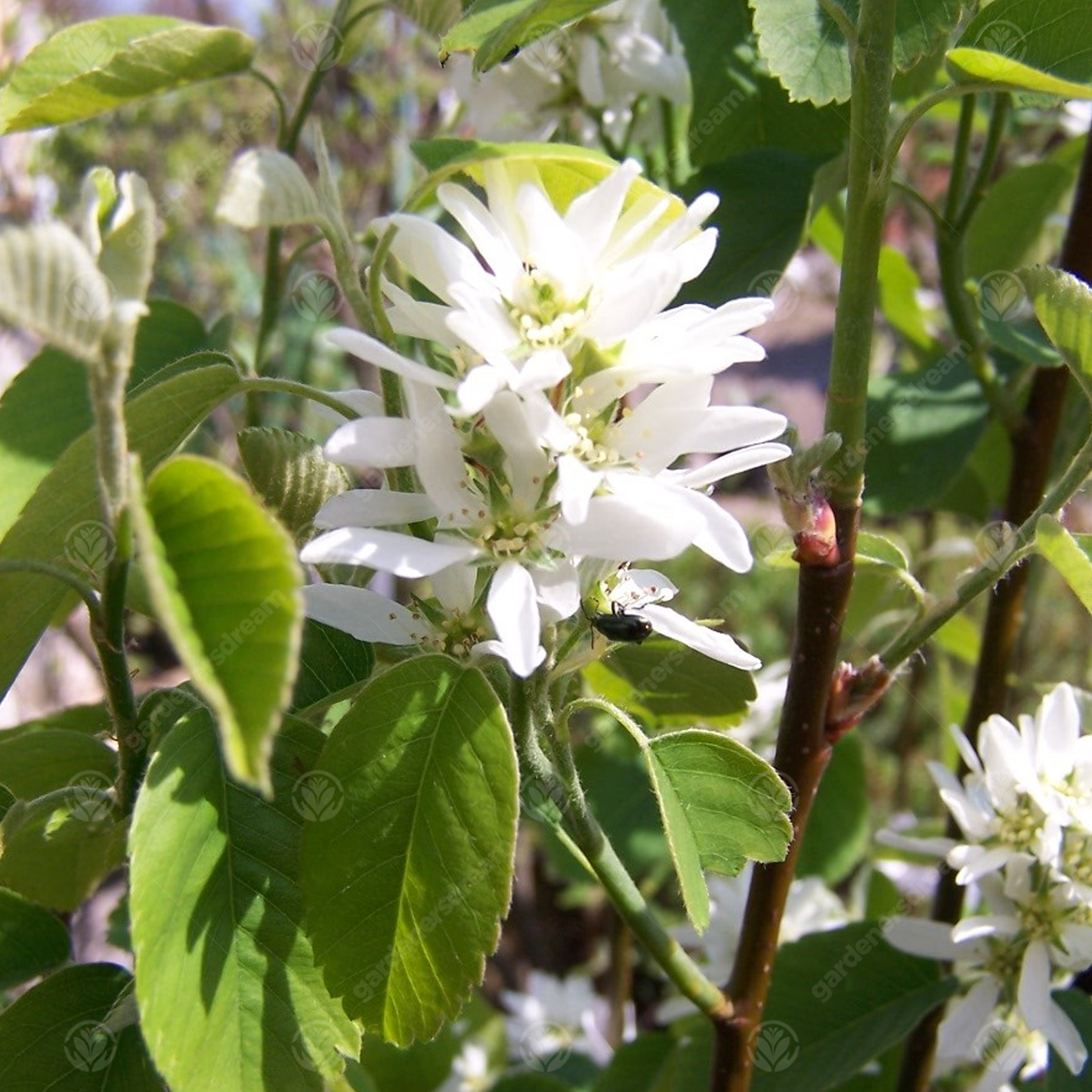 Amelanchier Obelisk Tree (12L, 5-6ft)