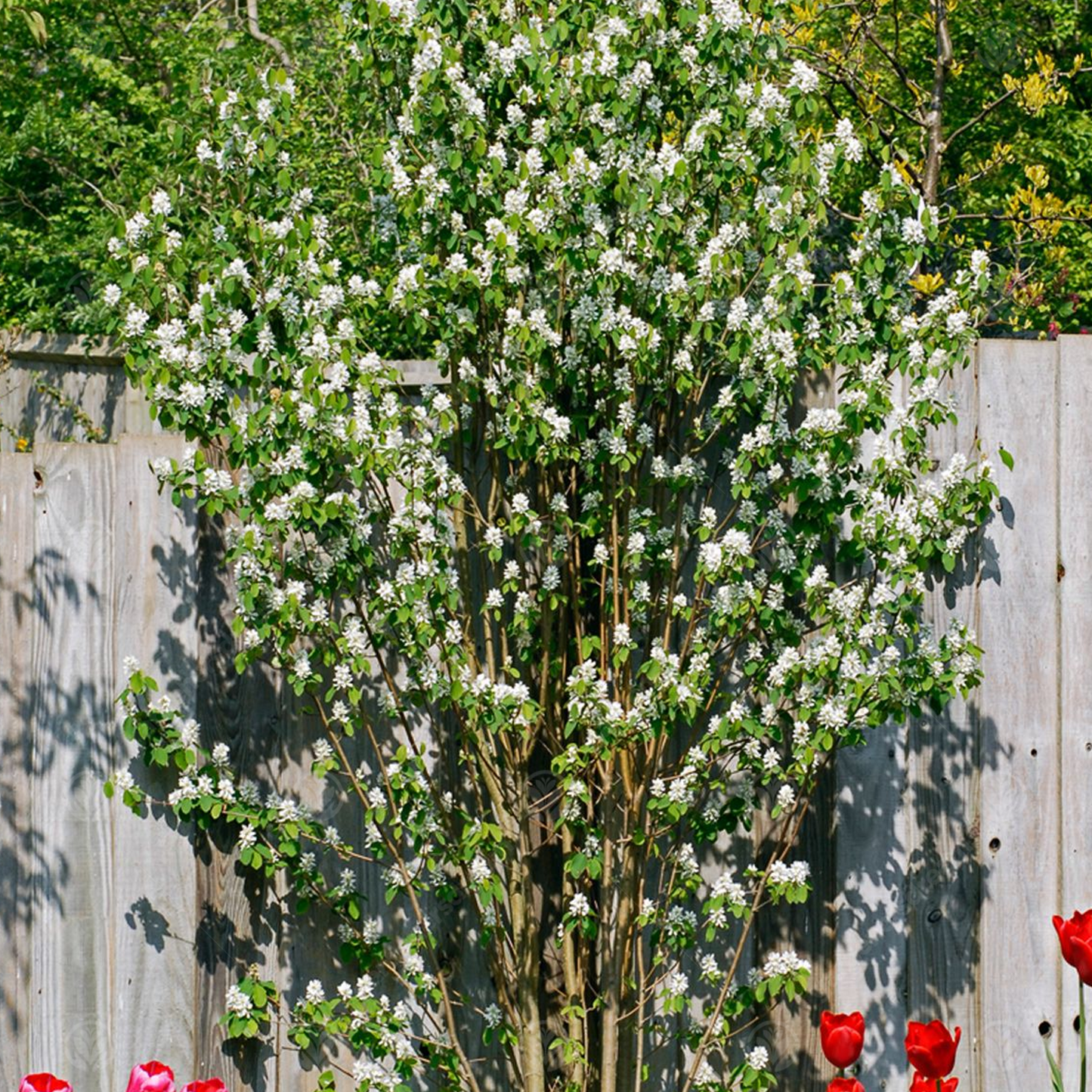 Amelanchier Obelisk Tree (12L, 5-6ft)