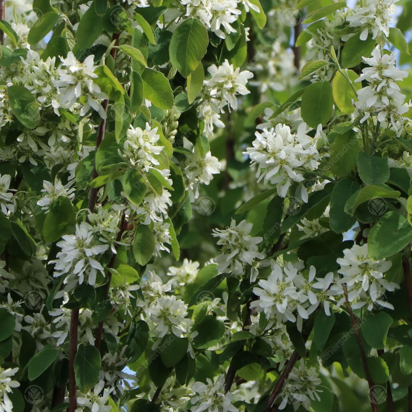 Amelanchier Obelisk Tree (12L, 5-6ft)