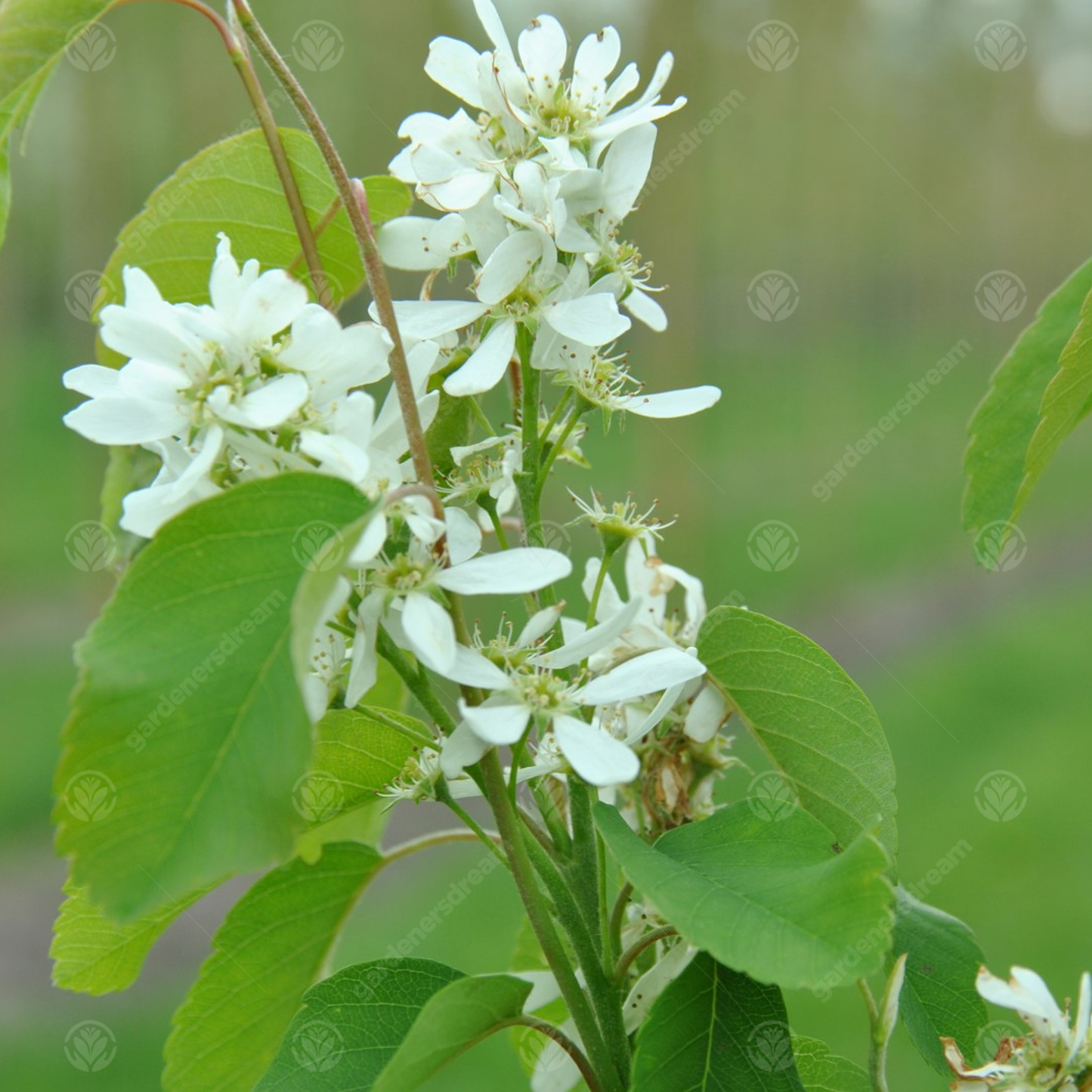 Amelanchier Obelisk Tree (12L, 5-6ft)