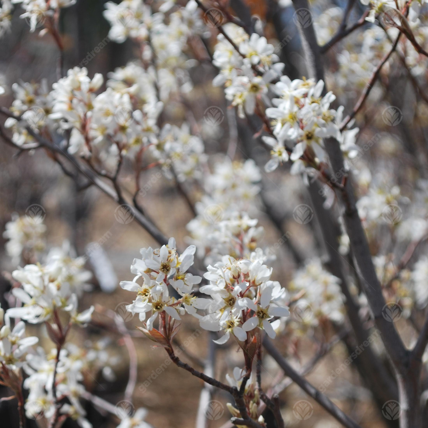 Amelanchier Snow Cloud Tree (12L, 5-6ft)