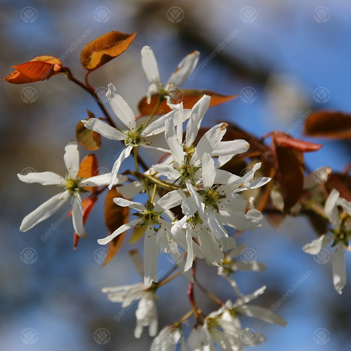 Amelanchier Snow Cloud Tree (12L, 5-6ft)