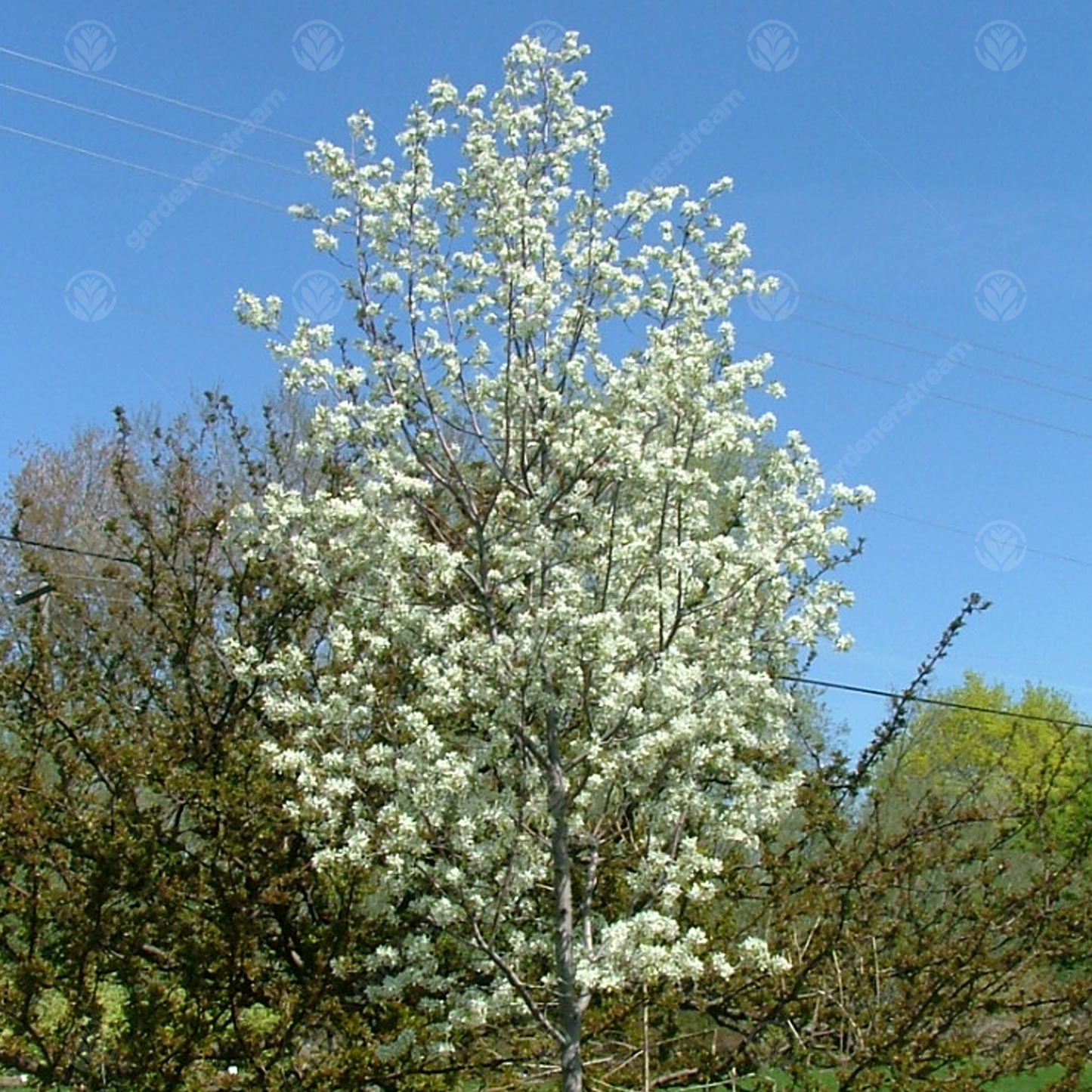 Amelanchier Snow Cloud Tree (12L, 5-6ft)