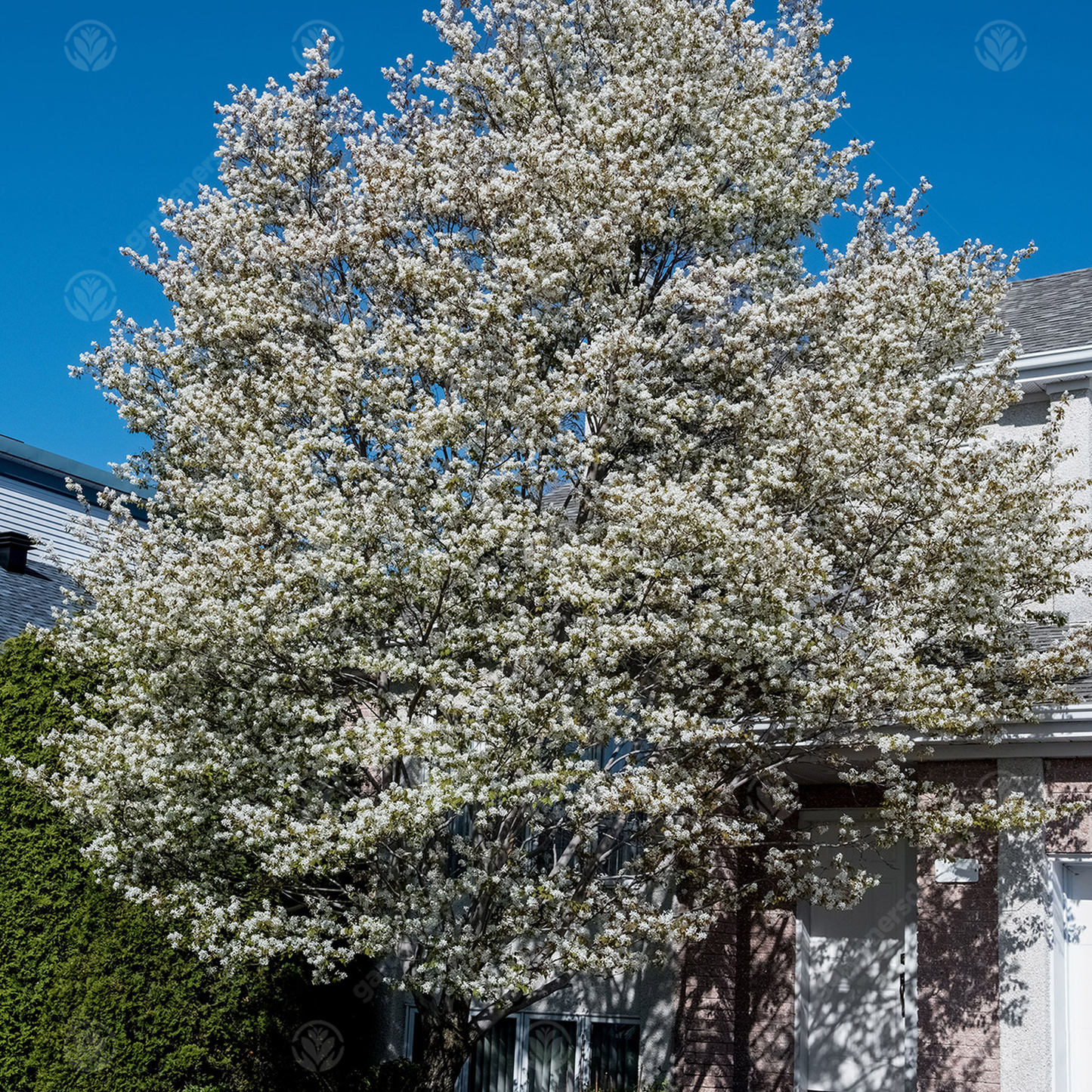 Amelanchier Snow Cloud Tree (12L, 5-6ft)