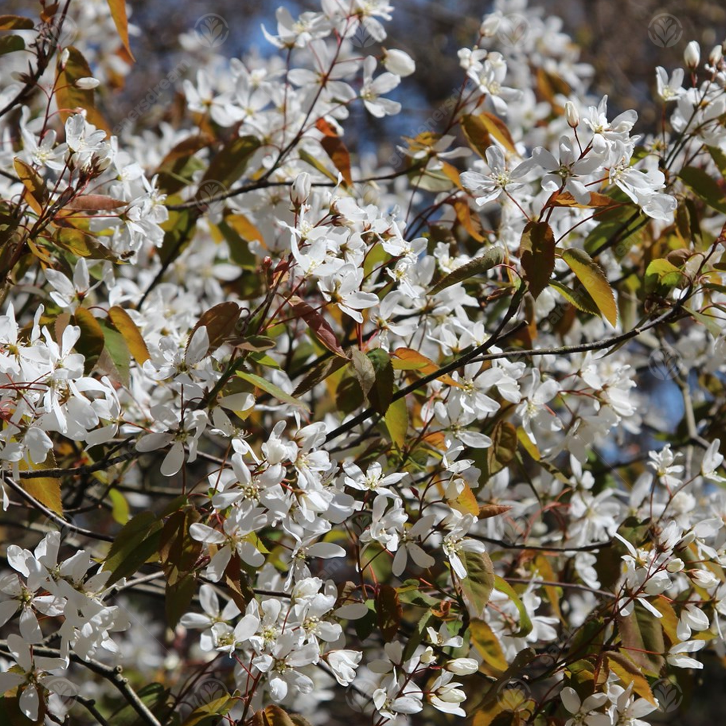 Amelanchier Lamarckii Tree (12L, 5-6ft)