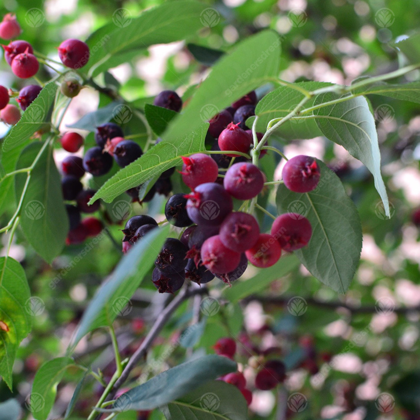 Amelanchier Lamarckii Tree (12L, 5-6ft)