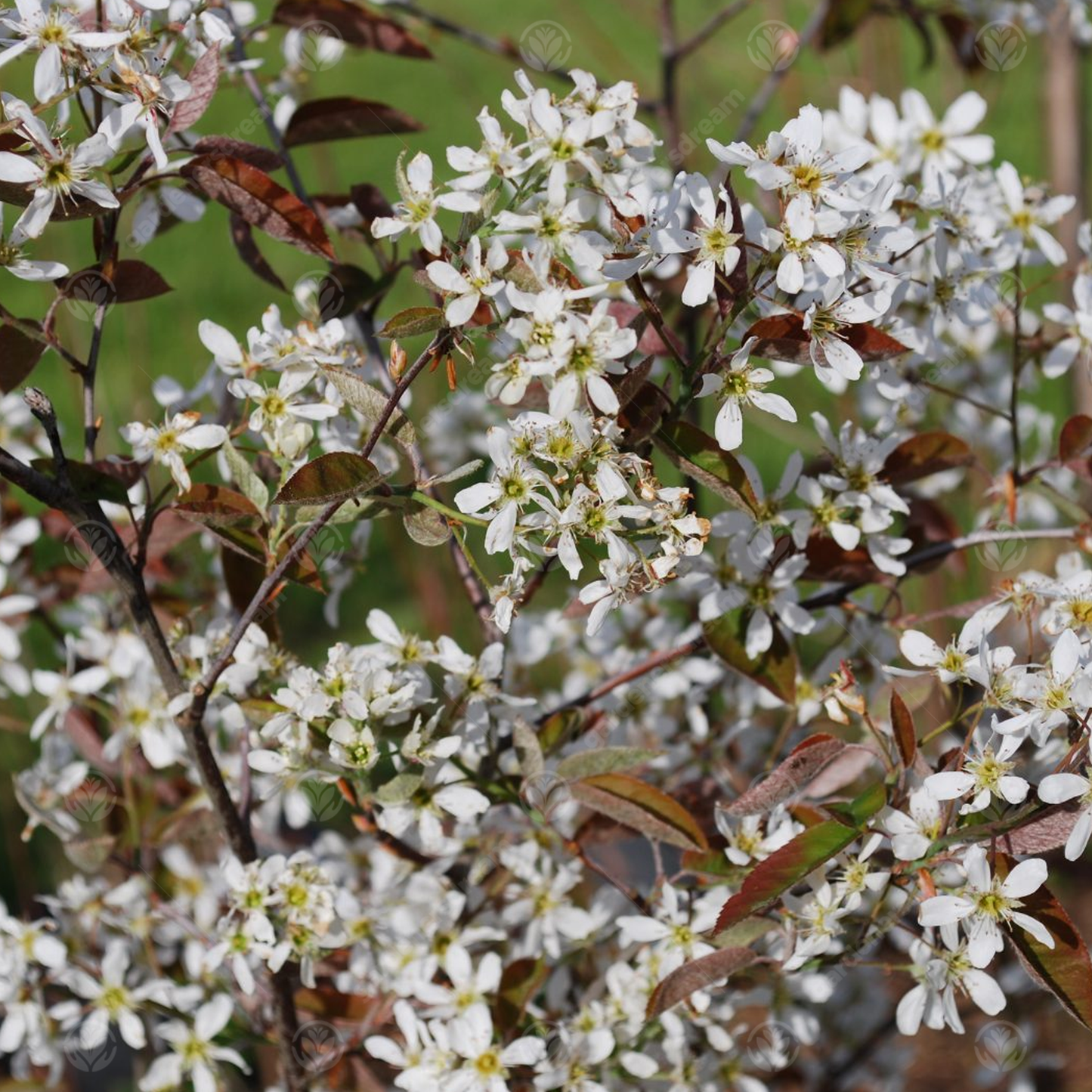 Amelanchier Lamarckii Tree (12L, 5-6ft)