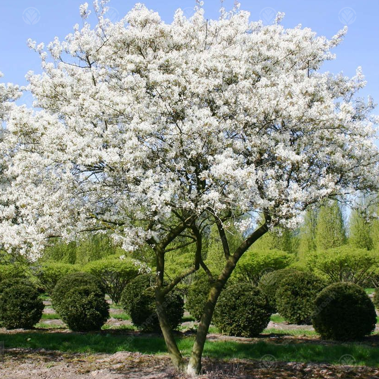 Amelanchier Lamarckii Tree (12L, 5-6ft)