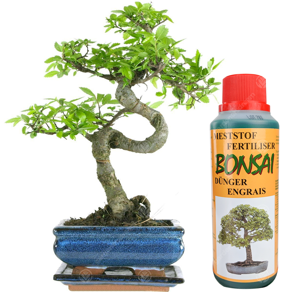 Bonsai Chinese Elm (15cm) + Feed