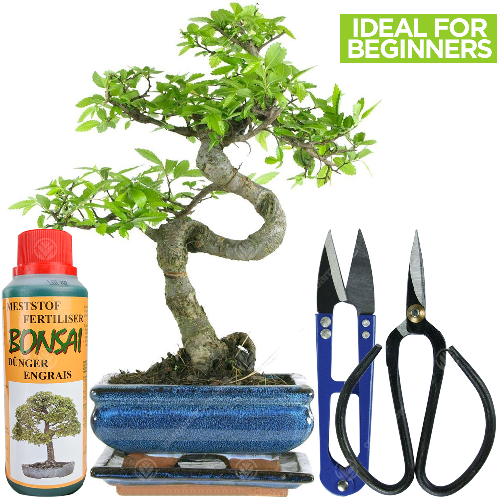 Bonsai Chinese Elm (15cm) + Full Care Kit