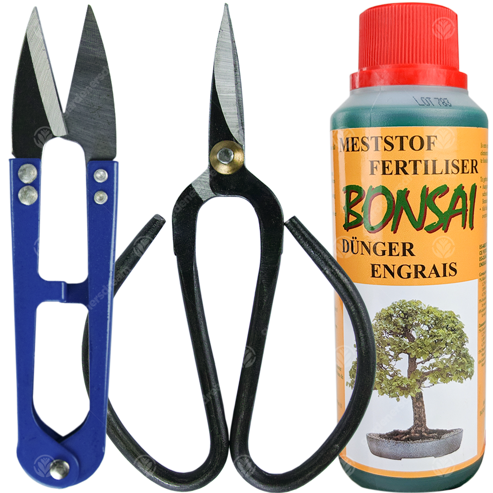 Bonsai Chinese Elm (15cm) + Full Care Kit