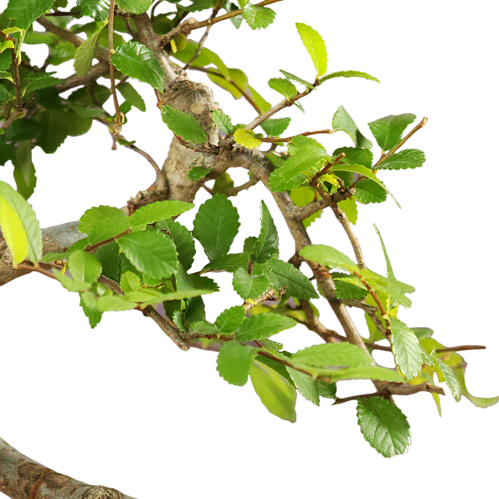 Bonsai Chinese Elm (15cm) + Feed
