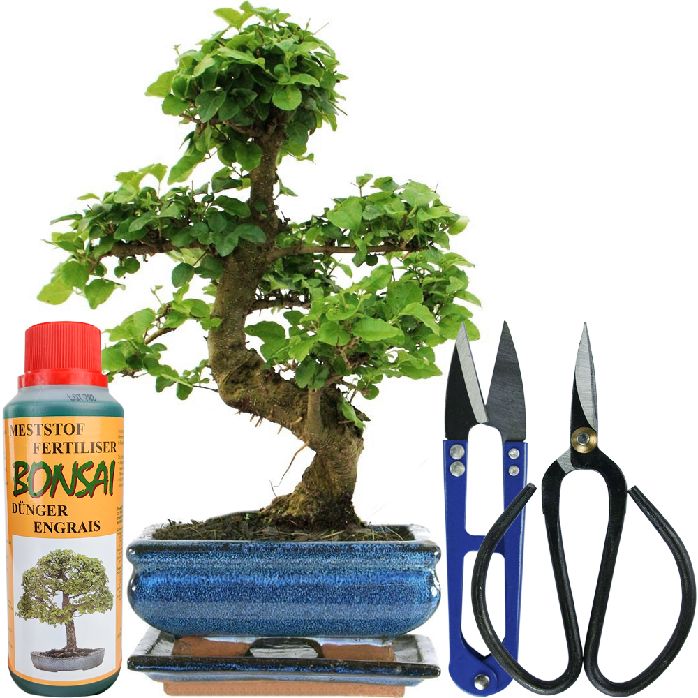 Bonsai Ligustrum (15cm) + Full Care Kit