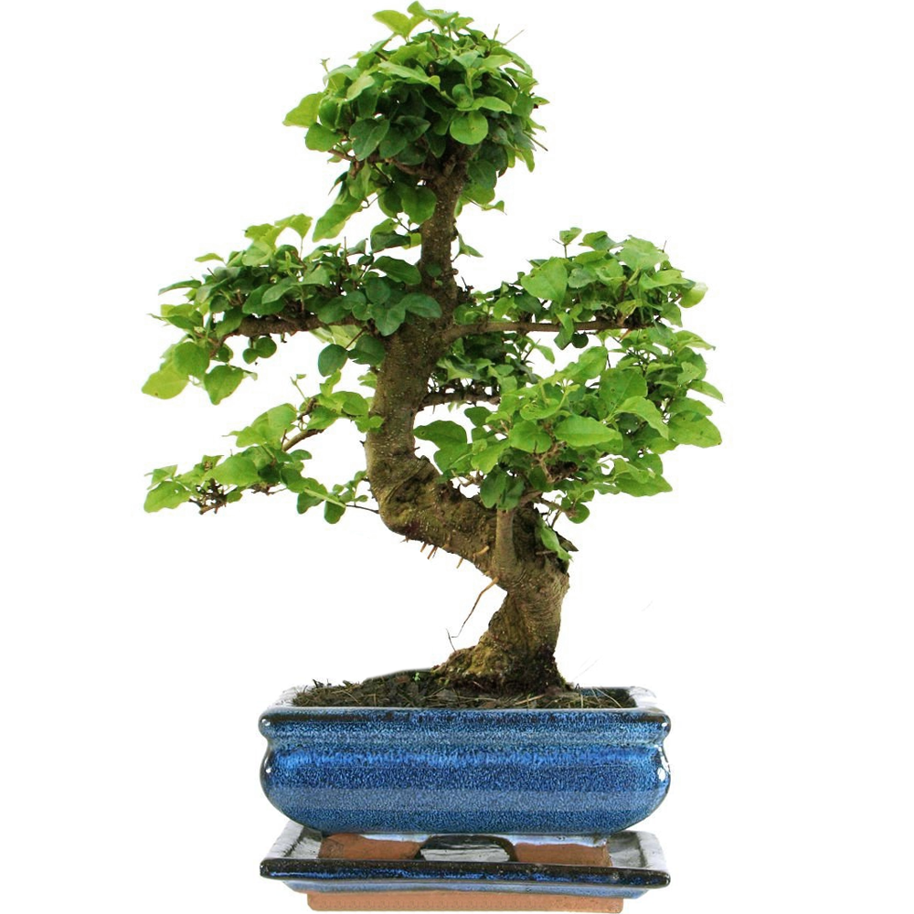 Bonsai Ligustrum (15cm)+ Scissors