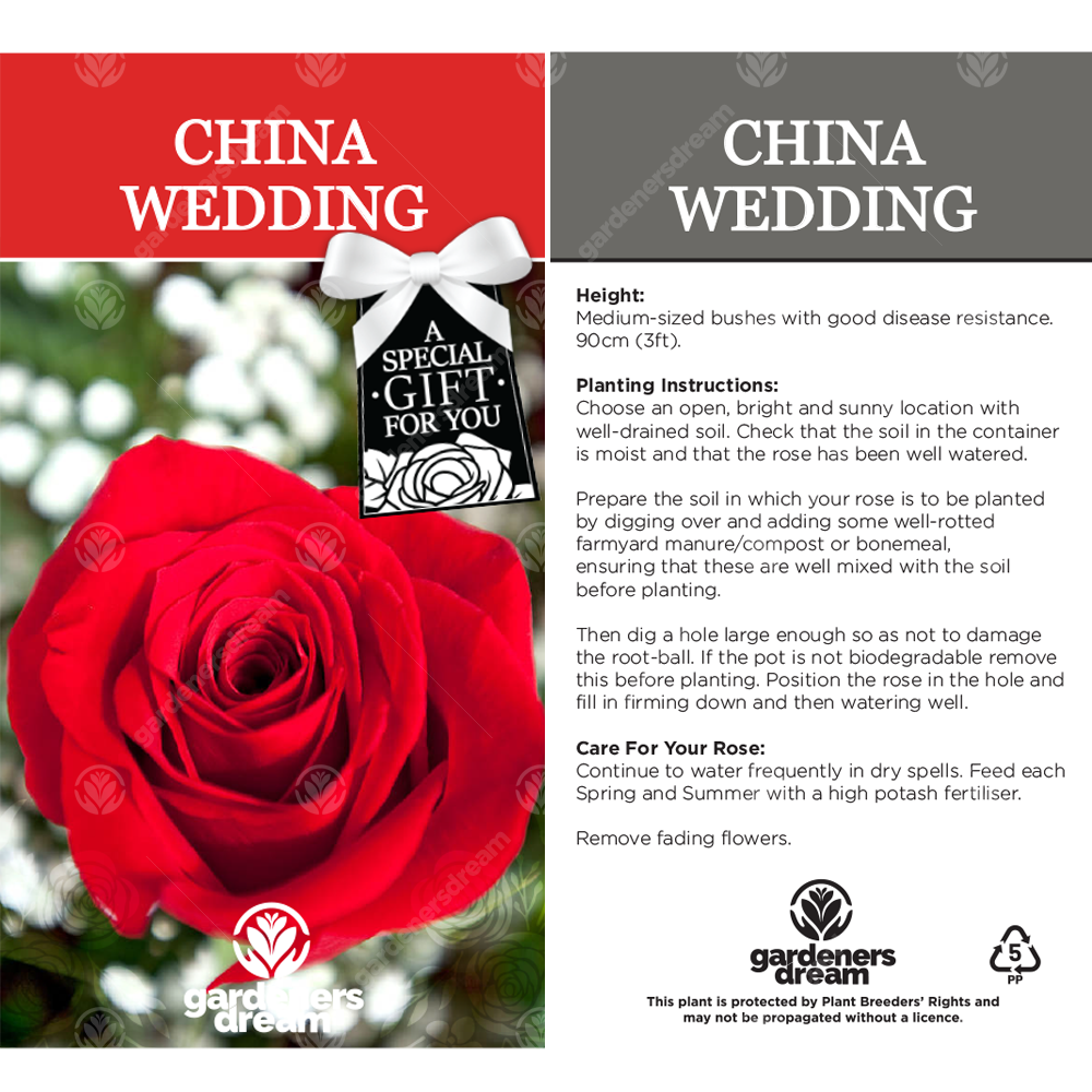 CHINA WEDDING ANNIVERSARY - 20th Wedding Anniversary Rose Bush