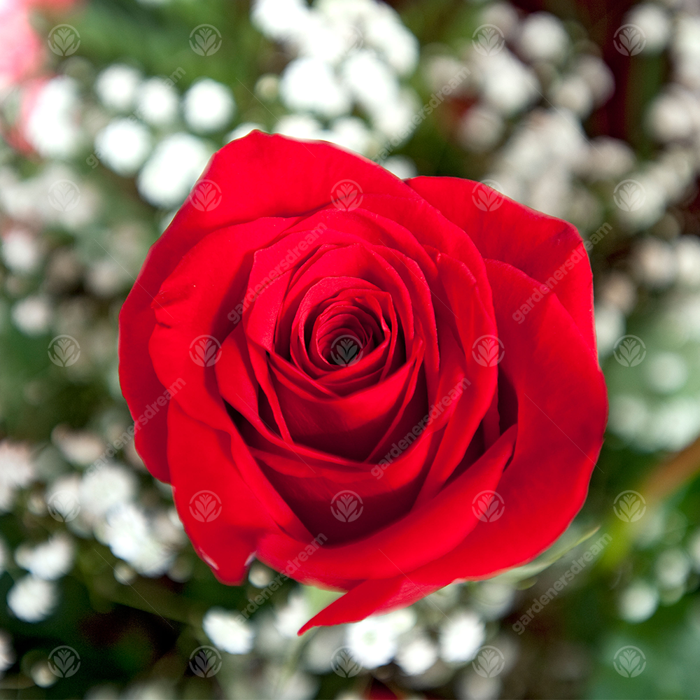 CHINA WEDDING ANNIVERSARY - 20th Wedding Anniversary Rose Bush
