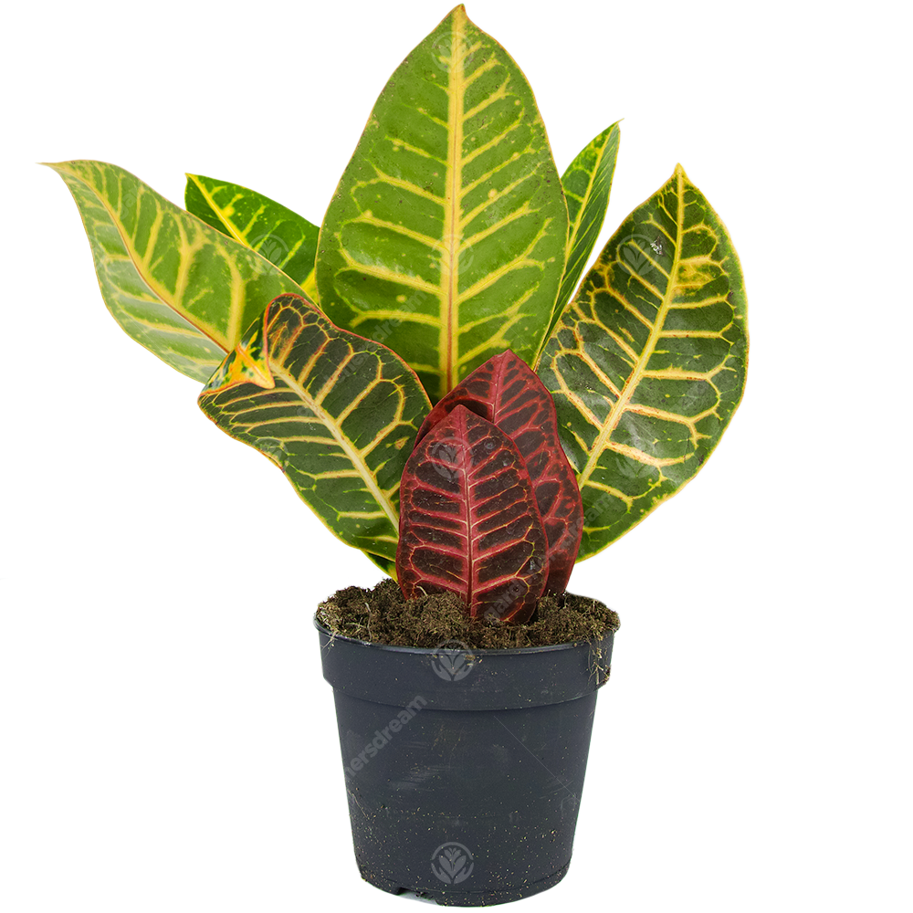 Codiaeum Petra (12cm)