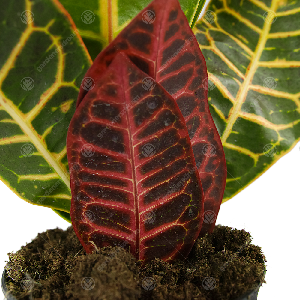 Codiaeum Petra (12cm)