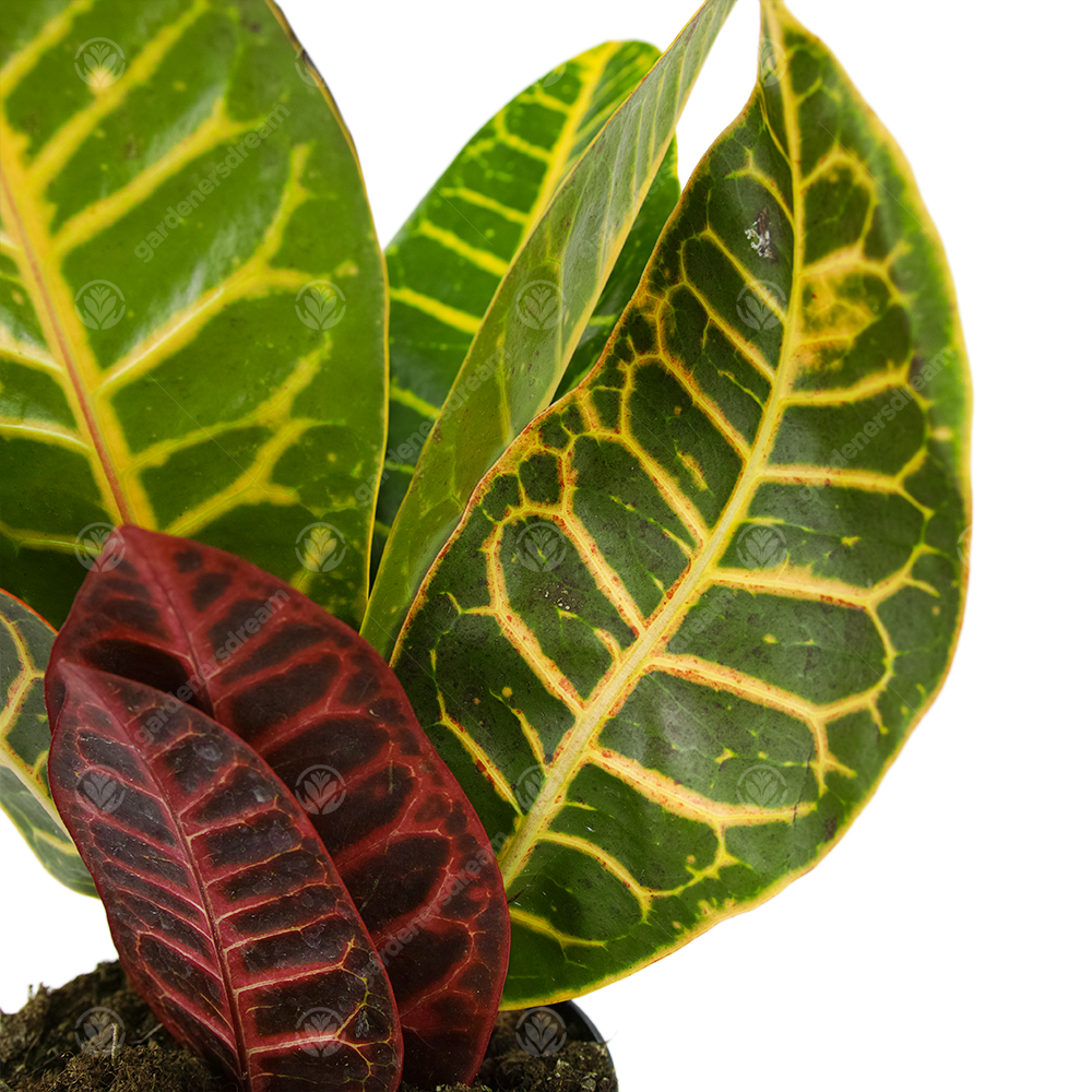Codiaeum Petra (12cm)