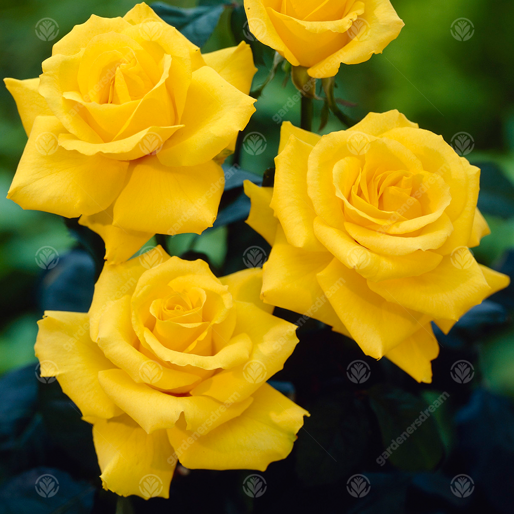 CONGRATULATIONS ROSE - Congratulations Rose Bush