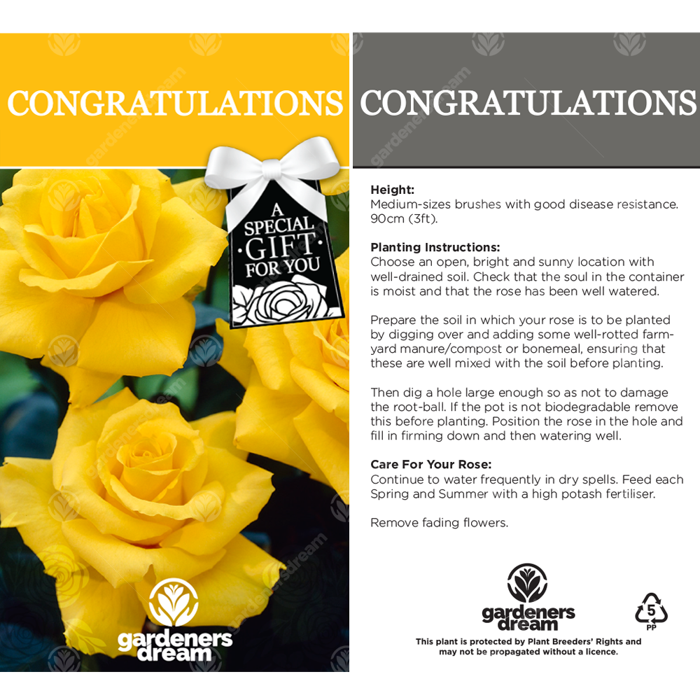 CONGRATULATIONS ROSE - Congratulations Rose Bush