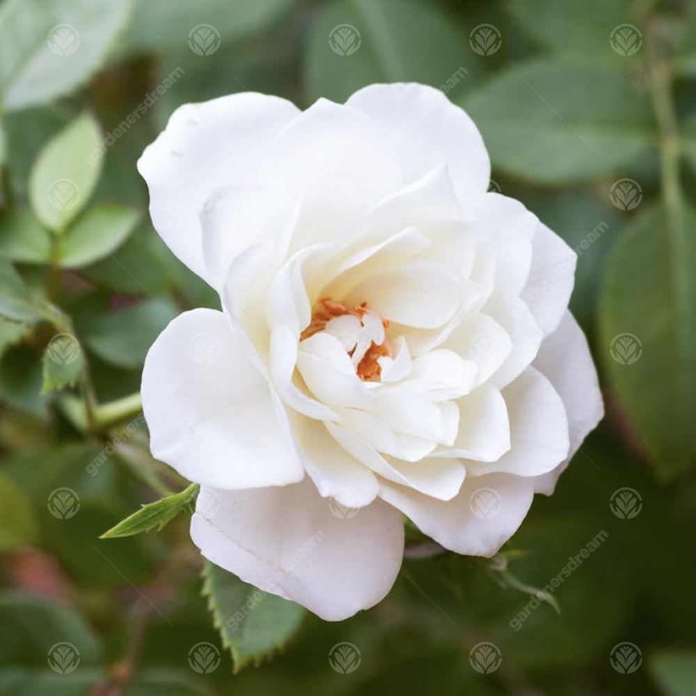 CRYSTAL WEDDING ROSE - 15th Anniversary Rose Bush