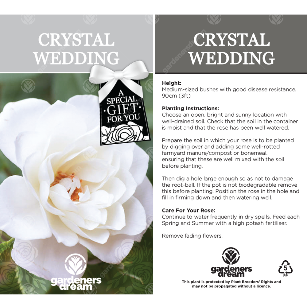 CRYSTAL WEDDING ROSE - 15th Anniversary Rose Bush