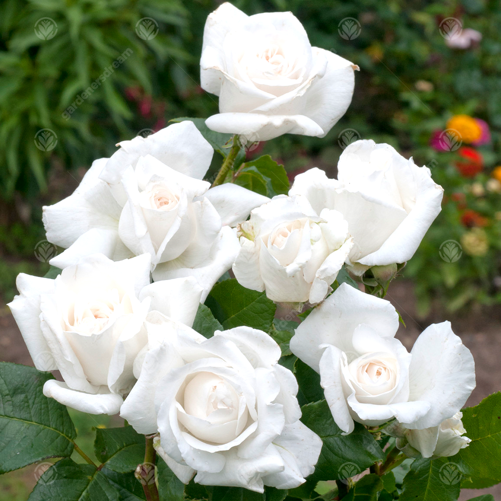 DIAMOND WEDDING ROSE - 60th Anniversary Rose Bush