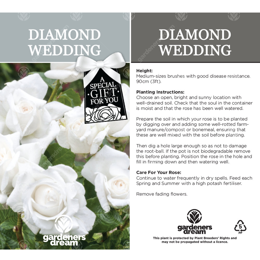 DIAMOND WEDDING ROSE - 60th Anniversary Rose Bush