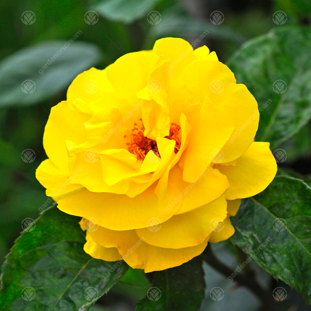 GOLDEN WEDDING ROSE - 50th Anniversary Rose Bush