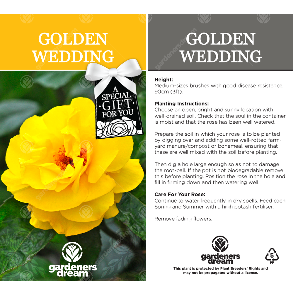 GOLDEN WEDDING ROSE - 50th Anniversary Rose Bush