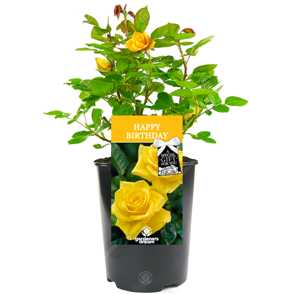 HAPPY BIRTHDAY ROSE - Happy Birthday Rose Bush