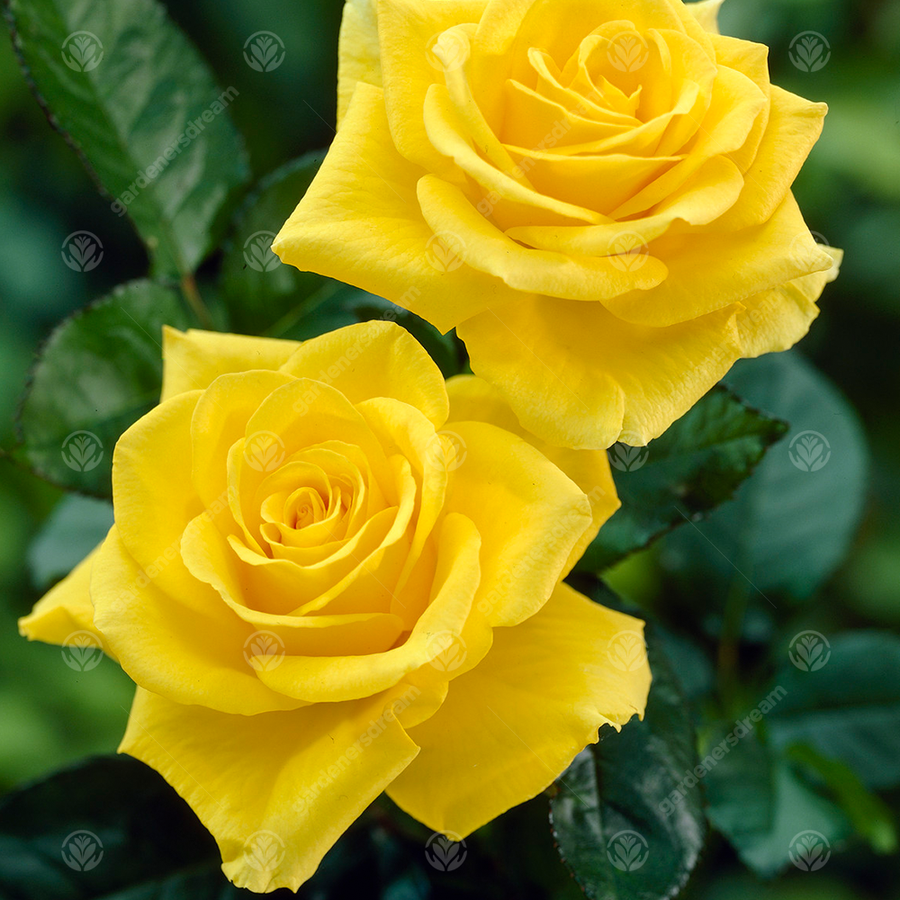 HAPPY BIRTHDAY ROSE - Happy Birthday Rose Bush