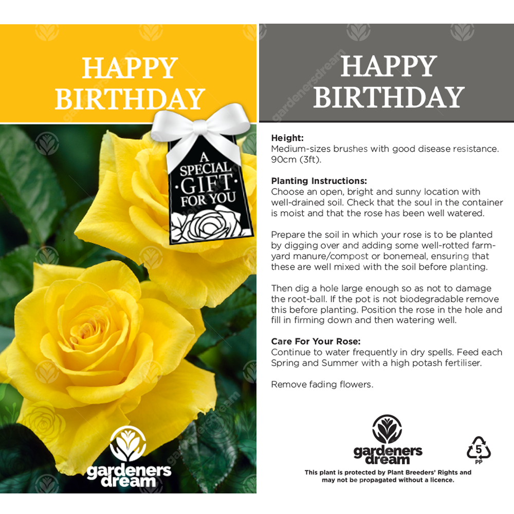 HAPPY BIRTHDAY ROSE - Happy Birthday Rose Bush
