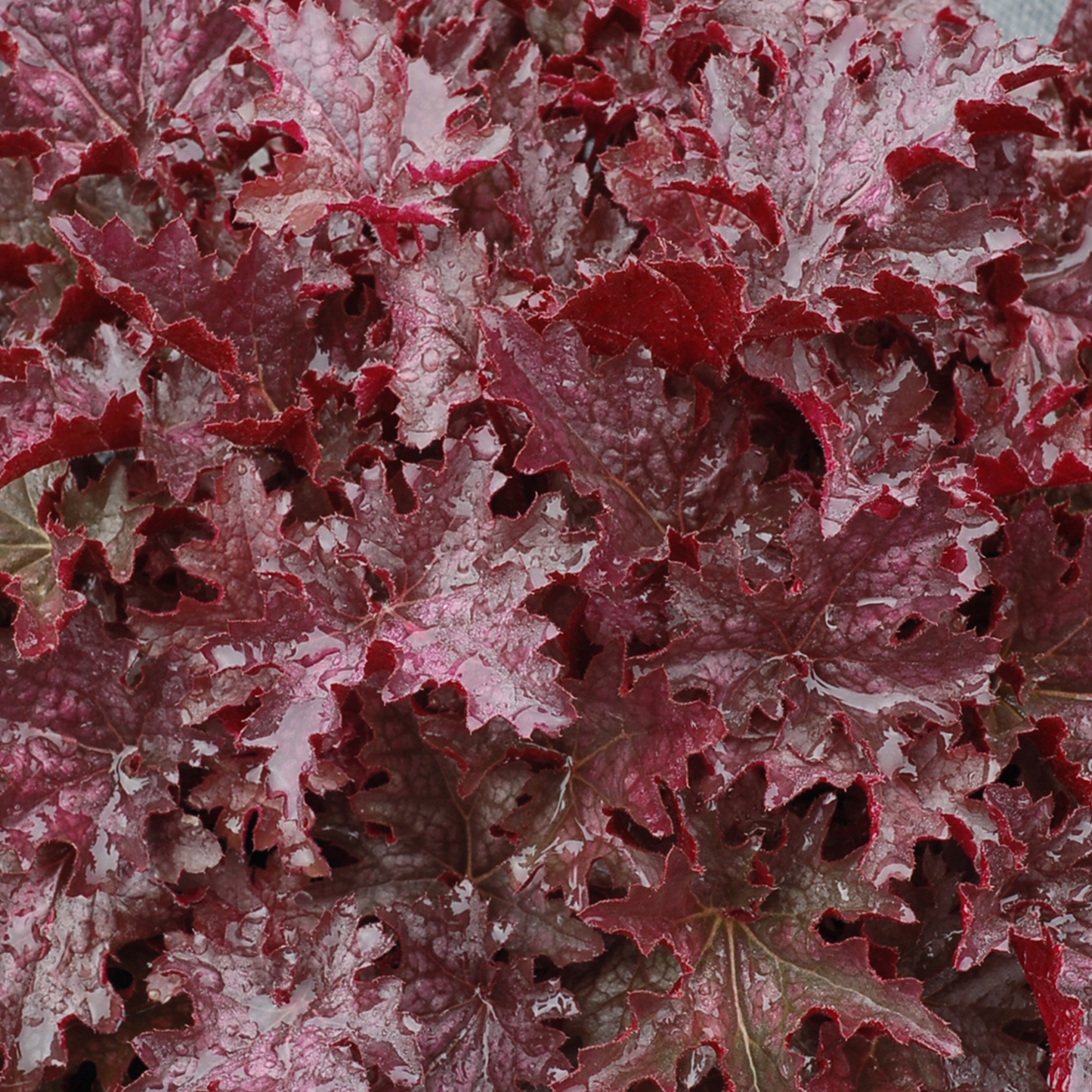 Heuchera Blackberry Crisp (9cm)
