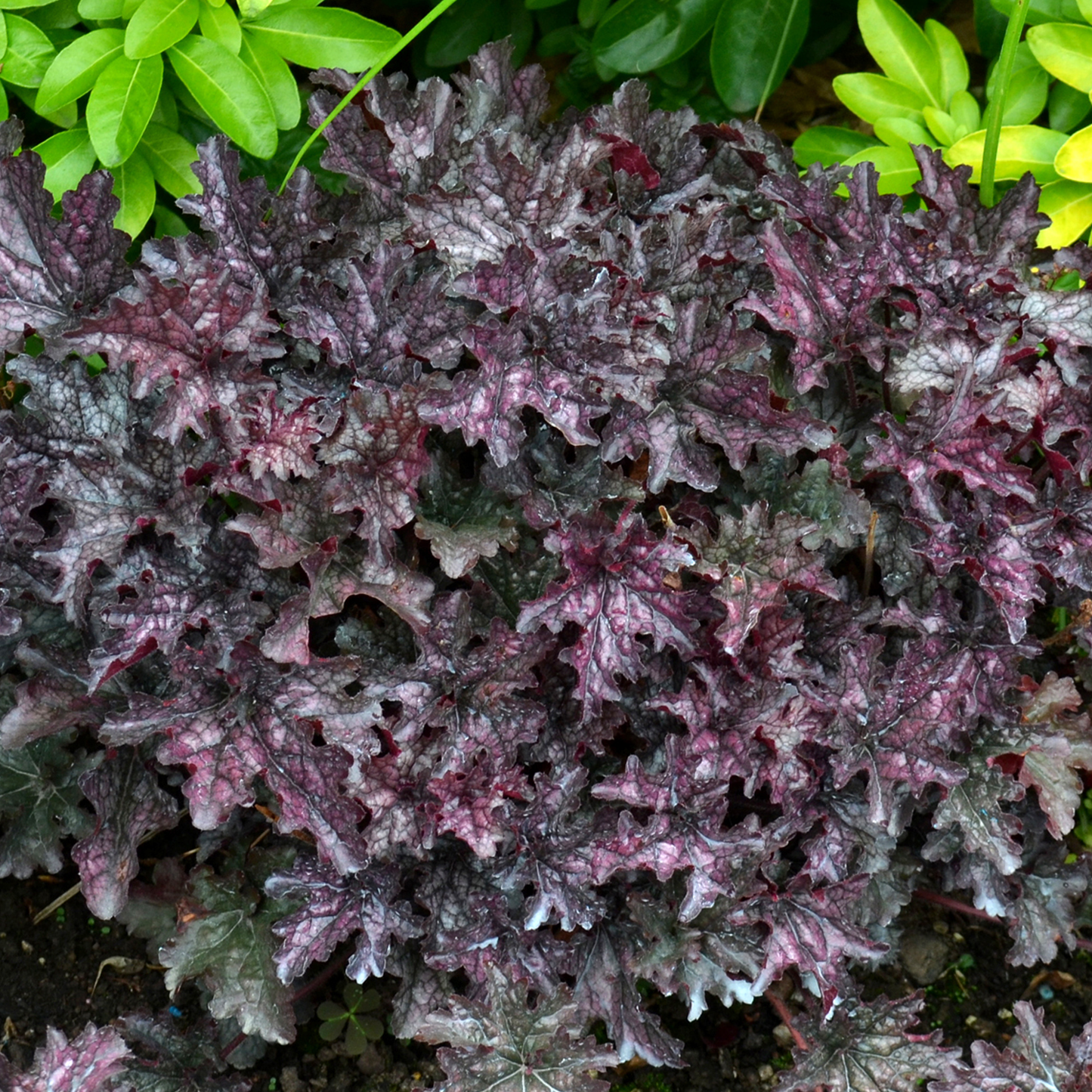 Heuchera Blackberry Crisp (9cm)
