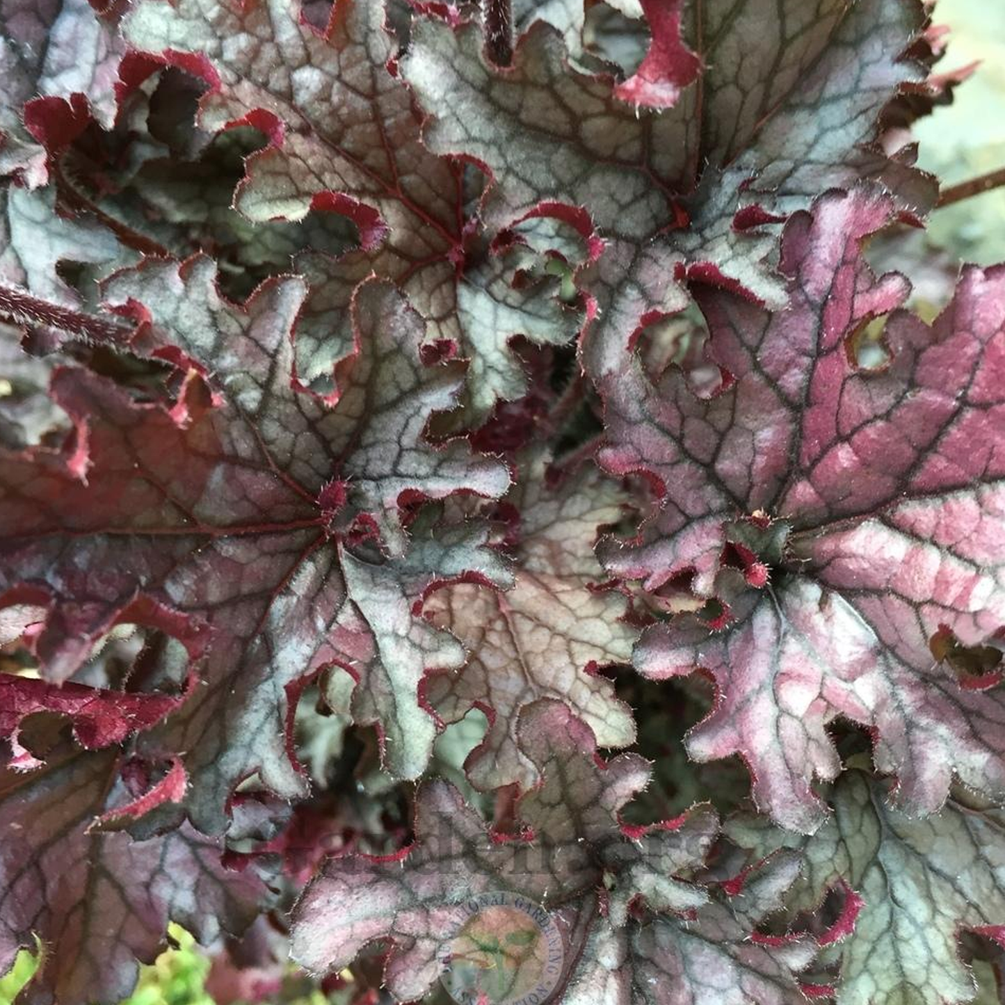 Heuchera Blackberry Crisp (9cm)