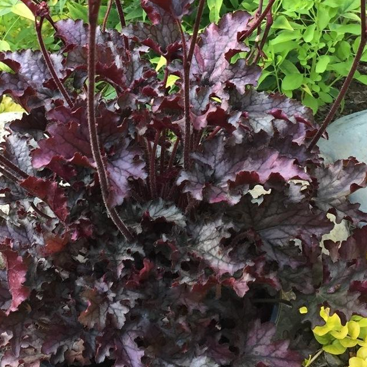 Heuchera Blackberry Crisp (9cm)
