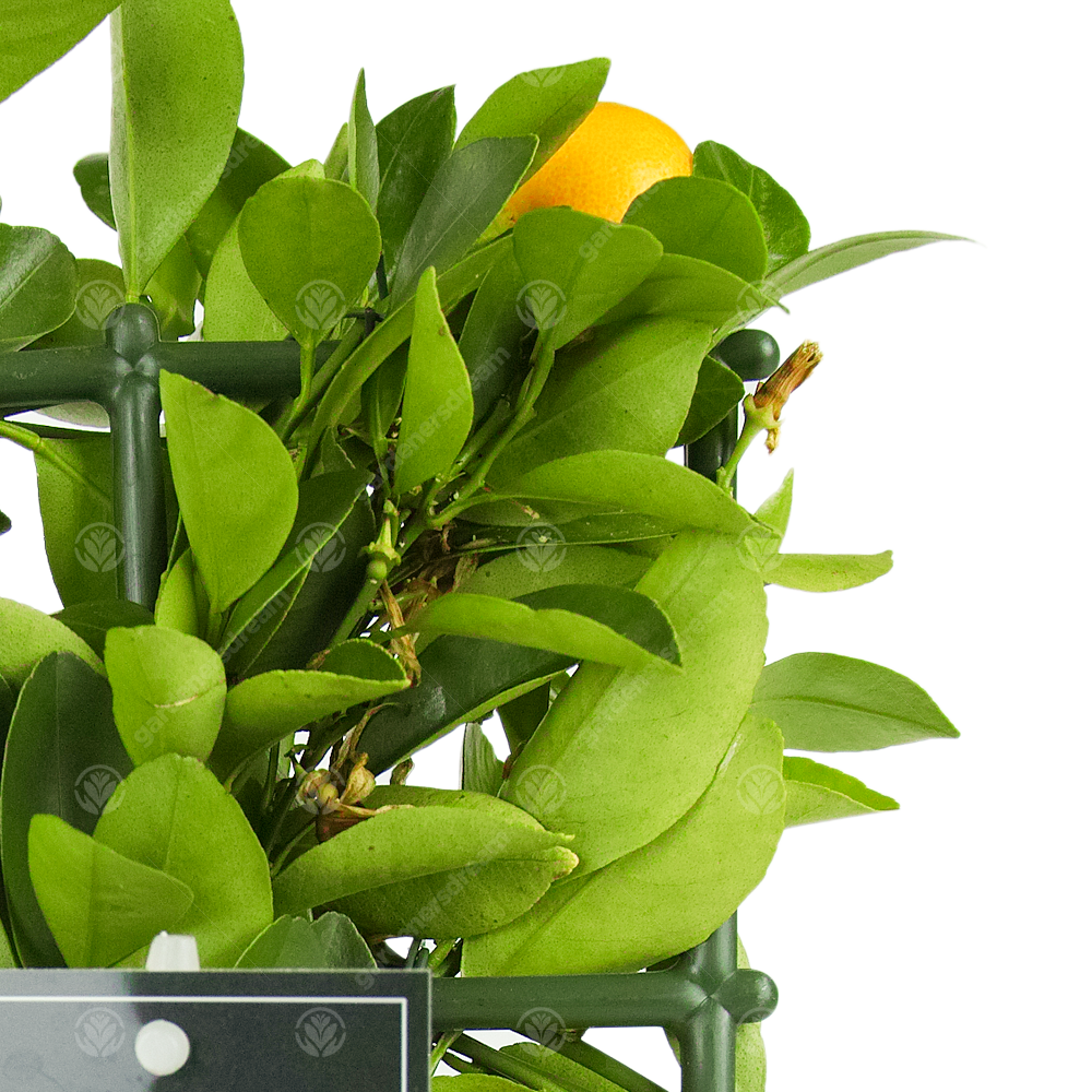 Lemon & Orange Tree Combo - (1 Orange & 1 Lemon, 12cm)