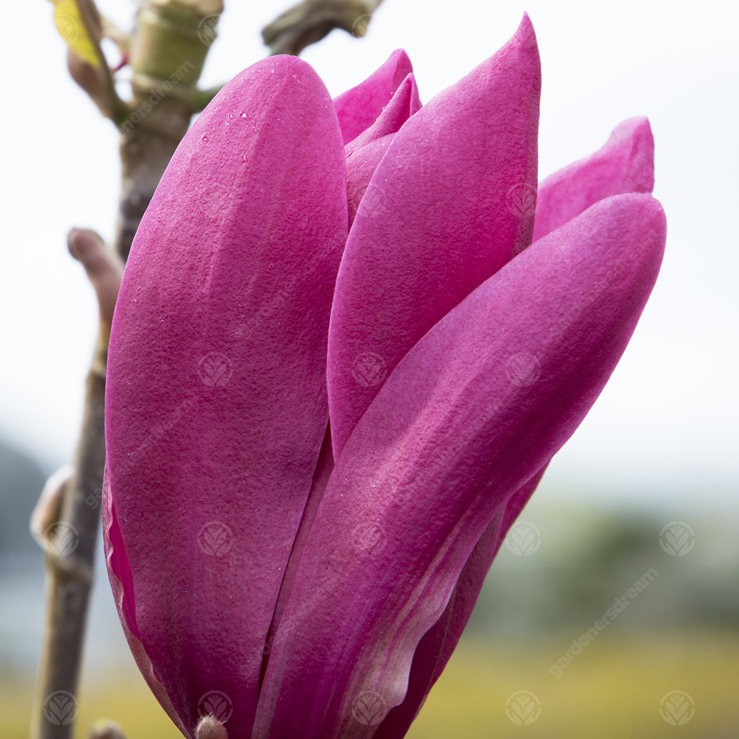 Magnolia Burgundy Star Tree (7.5L, 4-5ft)