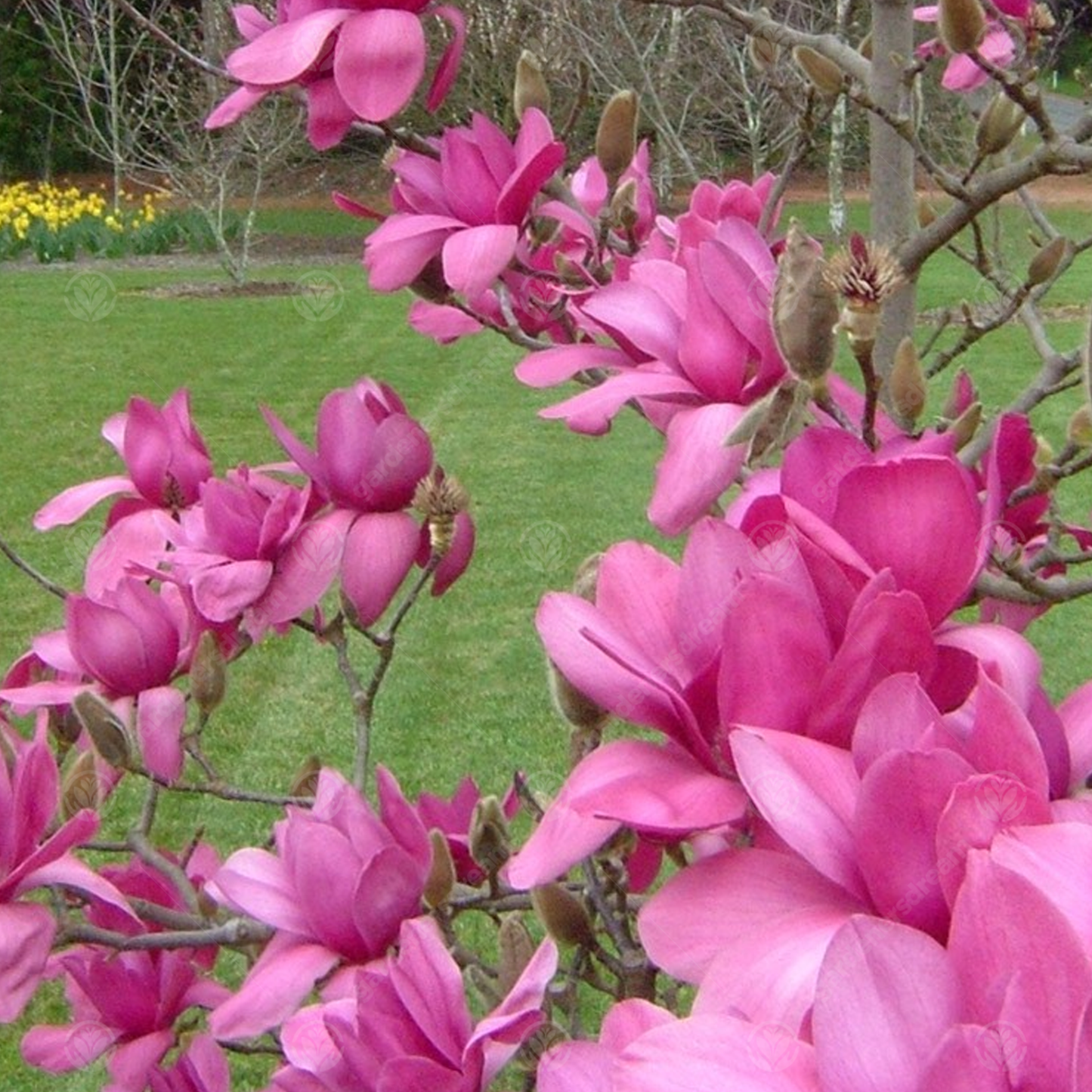 Magnolia Burgundy Star Tree (7.5L, 4-5ft)