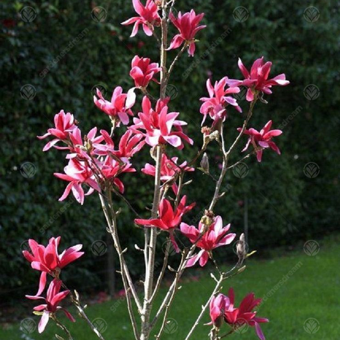 Magnolia Burgundy Star Tree (7.5L, 4-5ft)