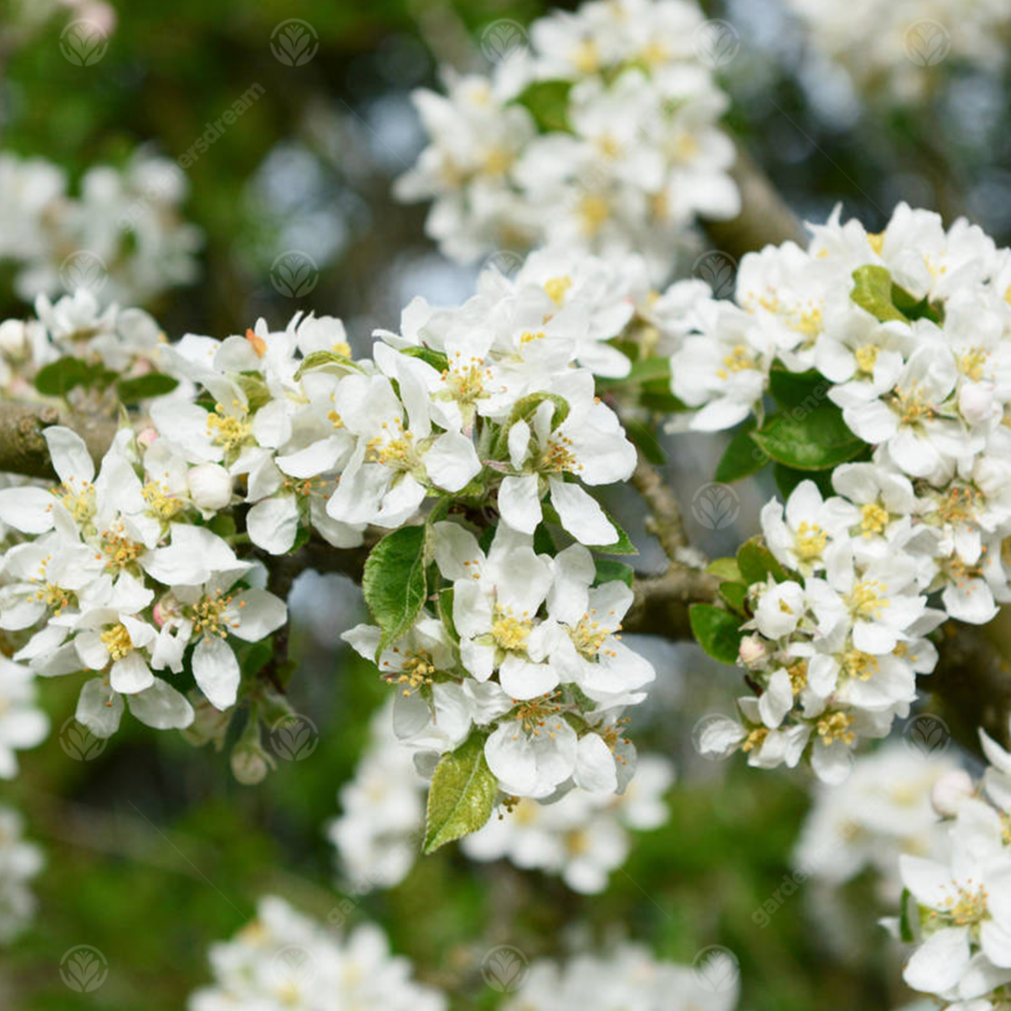 Malus Rosehip Tree (12L, 5-6ft)