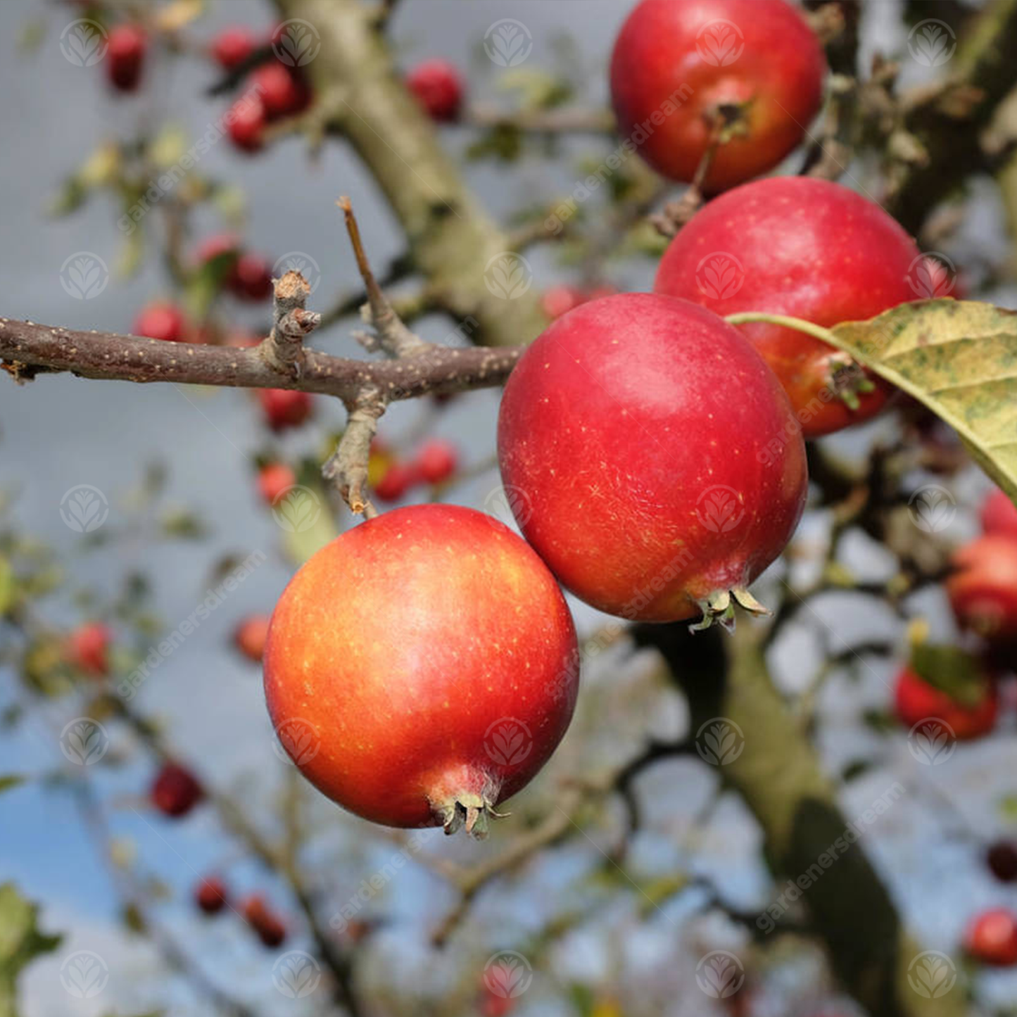 Malus Rosehip Tree (12L, 5-6ft)