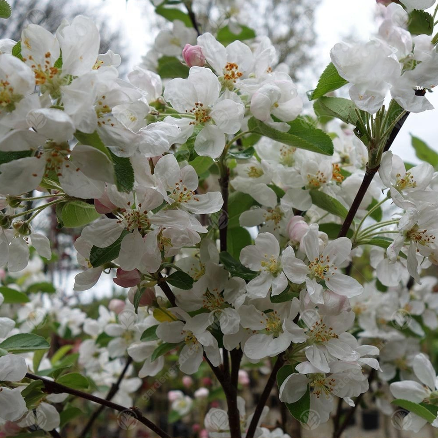 Malus Rosehip Tree (12L, 5-6ft)