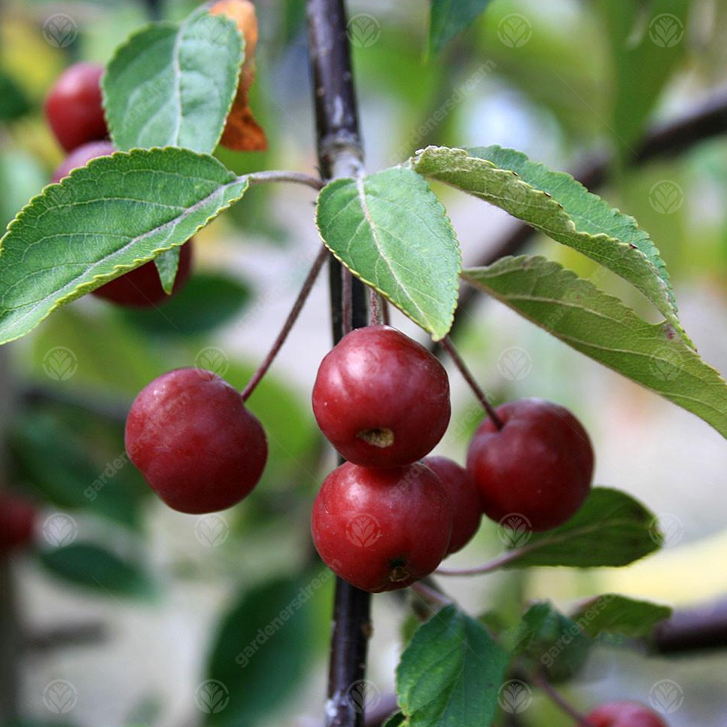 Malus Rosehip Tree (12L, 5-6ft)