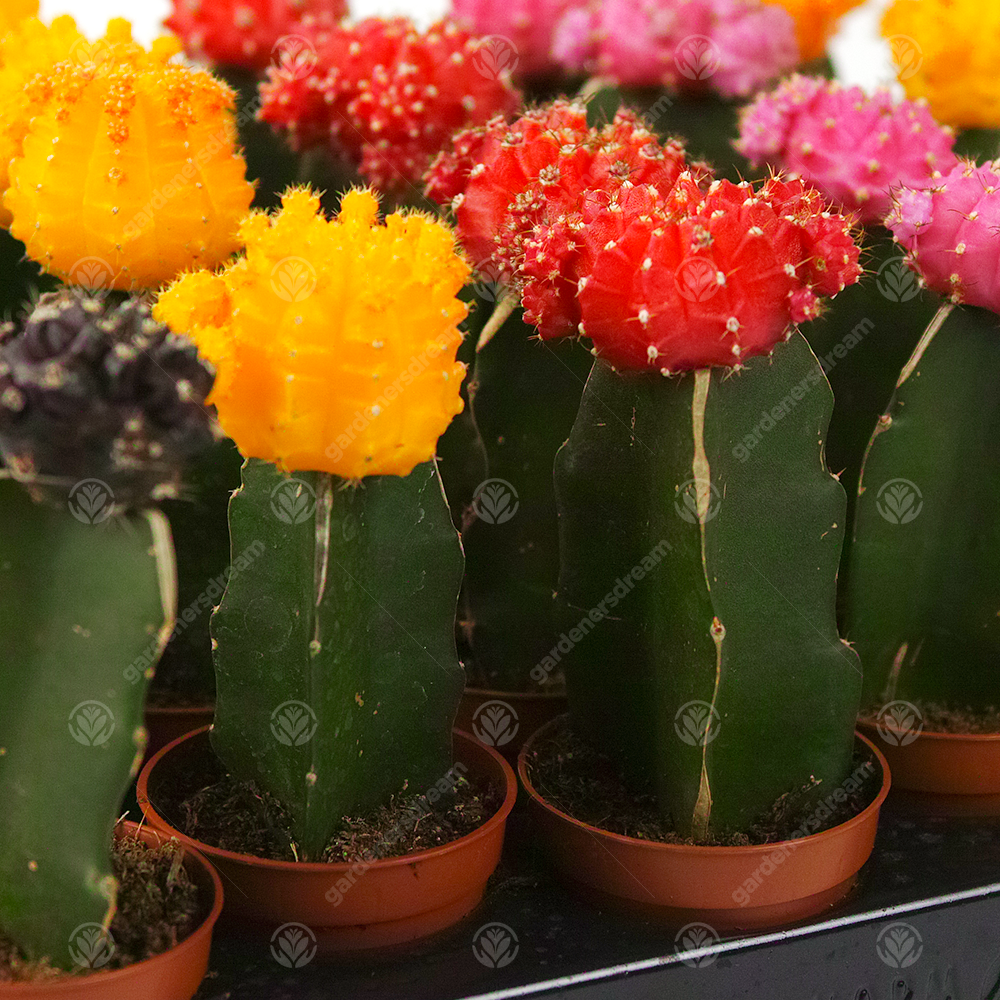 Disco Cactus Mix - Large (5.5cm, 20 plants)