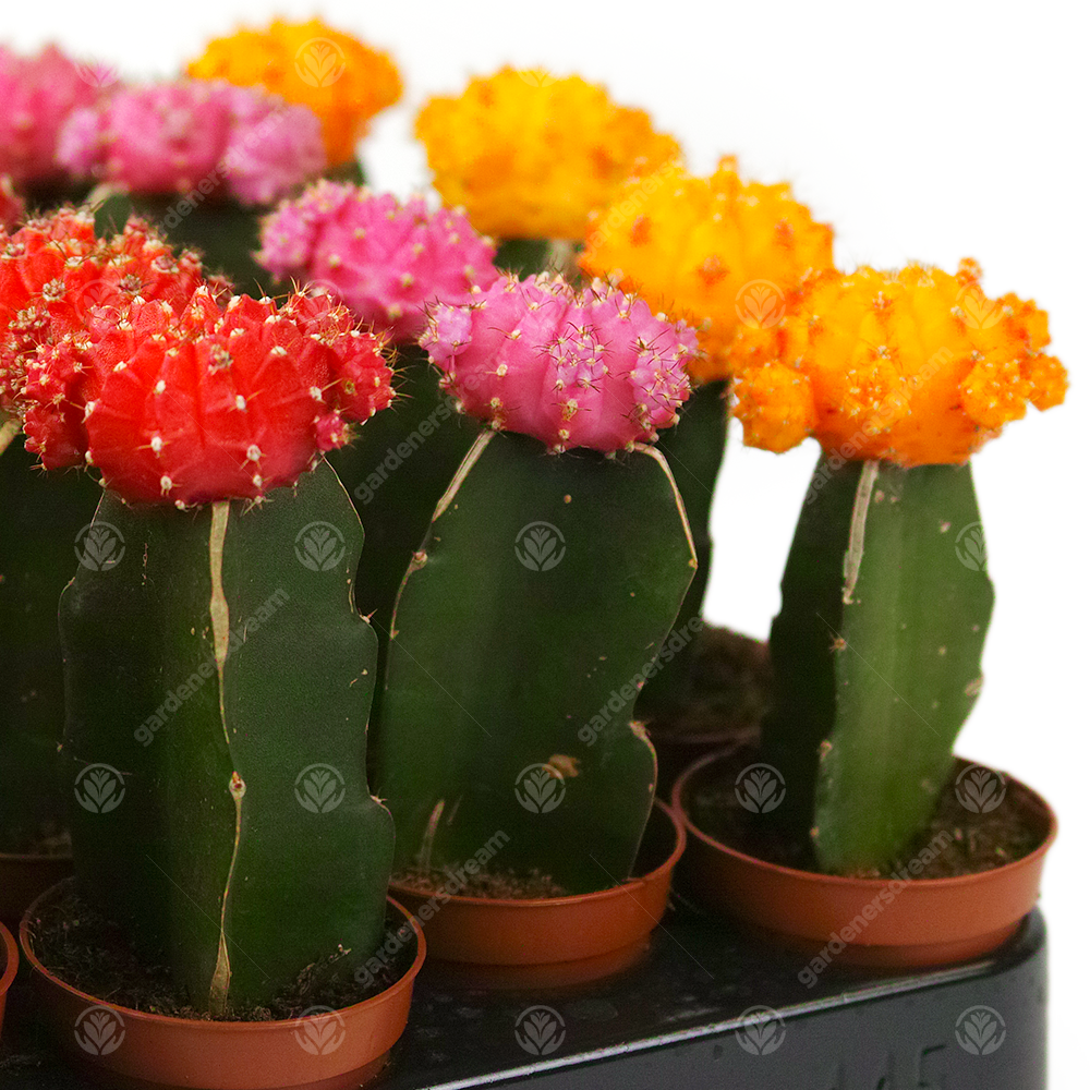 Disco Cactus Mix - Large (5.5cm, 20 plants)