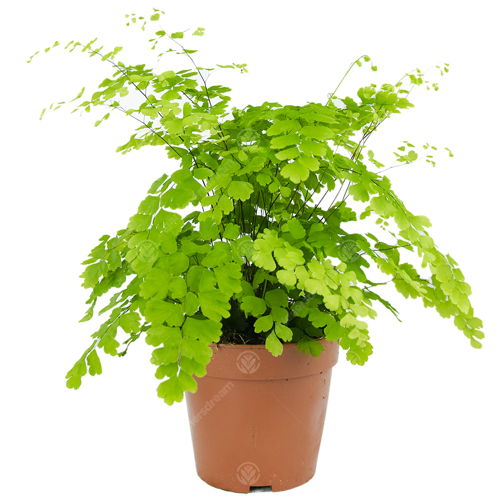 Adiantum raddianum Fragrans (12cm)