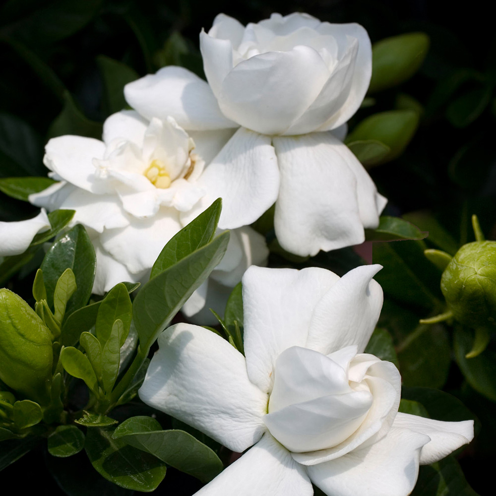 Gardenia jasminoides (9cm)